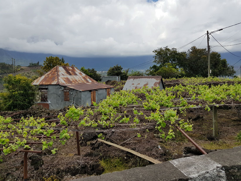 Les vignes de l'Ilet à Cordes- La Réunion