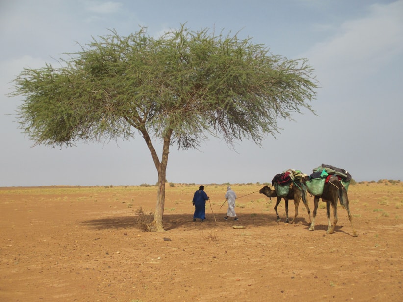 Maroc - Chameliers et leurs chameaux sous un arbre