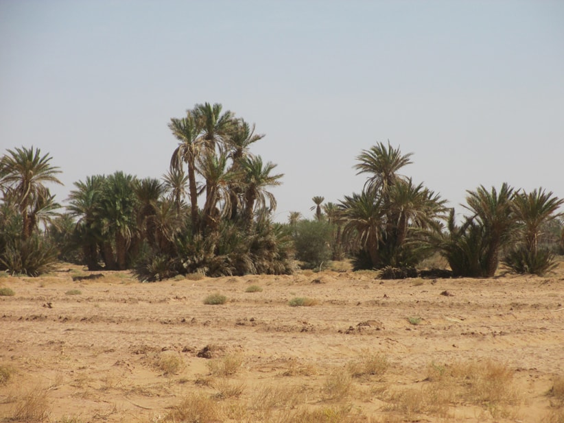 Maroc - Oasis et sa végétation