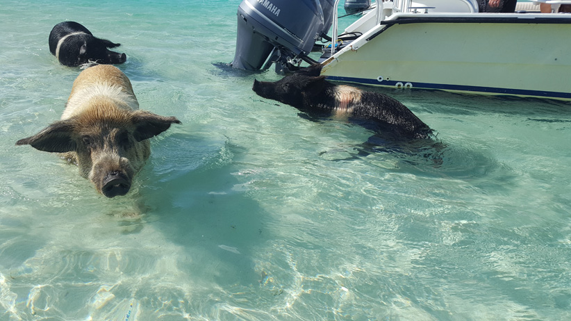 Bahamas - Cochons sur la plage